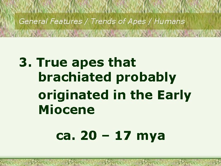 General Features / Trends of Apes / Humans 3. True apes that brachiated probably General Features / Trends of Apes / Humans 3. True apes that brachiated probably