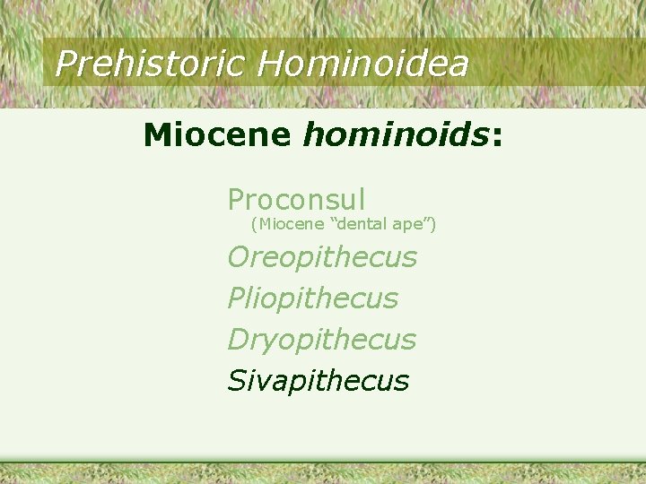 Prehistoric Hominoidea Miocene hominoids: Proconsul (Miocene “dental ape”) Oreopithecus Pliopithecus Dryopithecus Sivapithecus Prehistoric Hominoidea Miocene hominoids: Proconsul (Miocene “dental ape”) Oreopithecus Pliopithecus Dryopithecus Sivapithecus