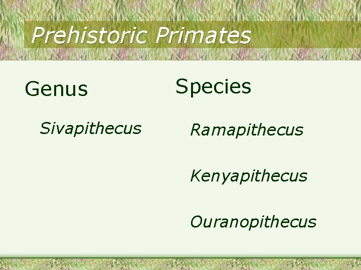 Prehistoric Primates Genus Sivapithecus Species Ramapithecus Kenyapithecus Ouranopithecus Prehistoric Primates Genus Sivapithecus Species Ramapithecus Kenyapithecus Ouranopithecus