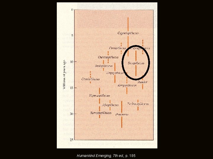 Humankind Emerging, 7 th ed. , p. 185 Humankind Emerging, 7 th ed. , p. 185