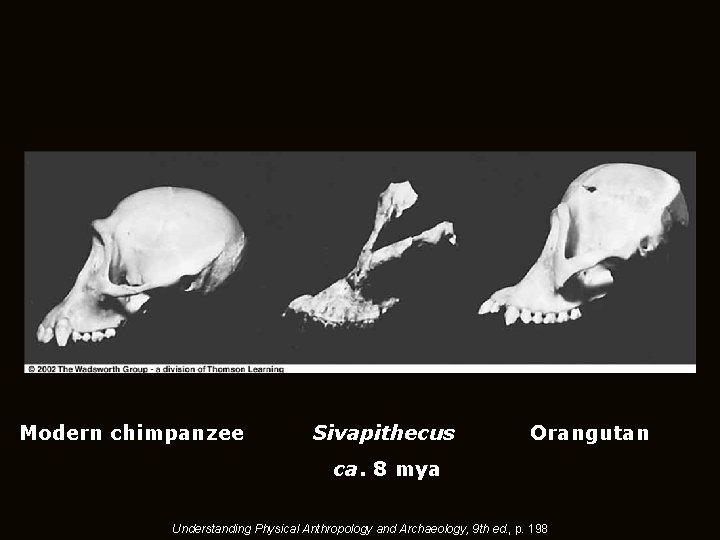 Modern chimpanzee Sivapithecus Orangutan ca. 8 mya Understanding Physical Anthropology and Archaeology, 9 th Modern chimpanzee Sivapithecus Orangutan ca. 8 mya Understanding Physical Anthropology and Archaeology, 9 th