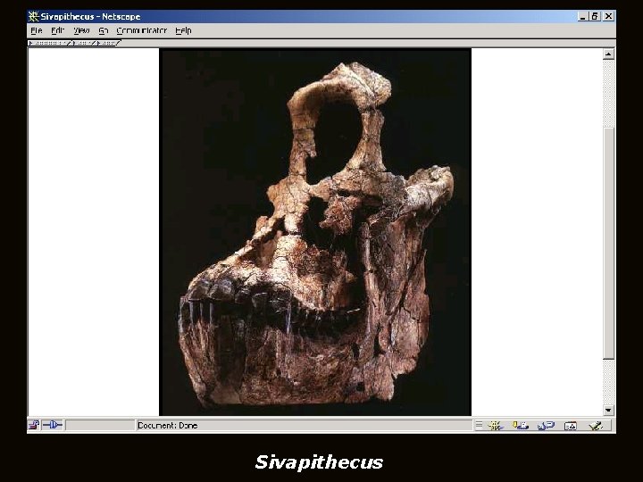 Sivapithecus Sivapithecus