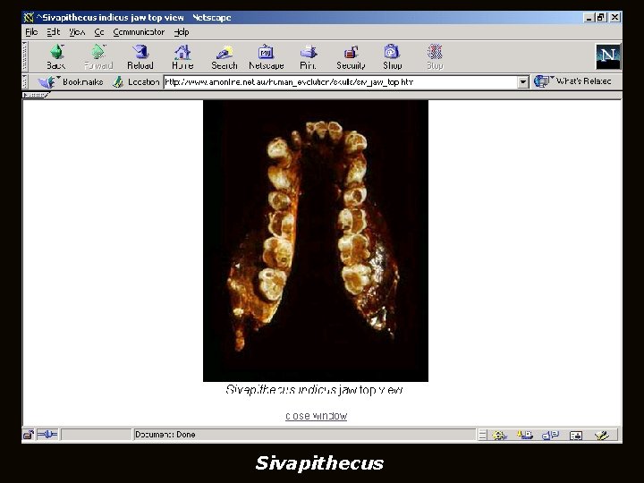 Sivapithecus Sivapithecus
