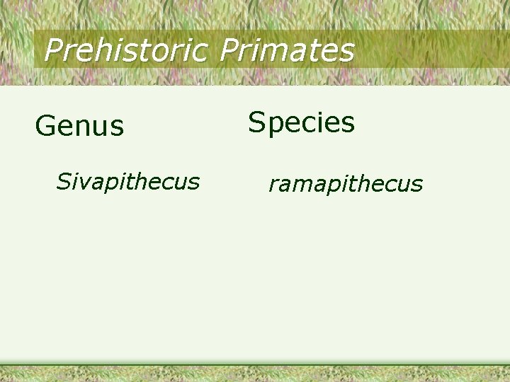 Prehistoric Primates Genus Sivapithecus Species ramapithecus Prehistoric Primates Genus Sivapithecus Species ramapithecus