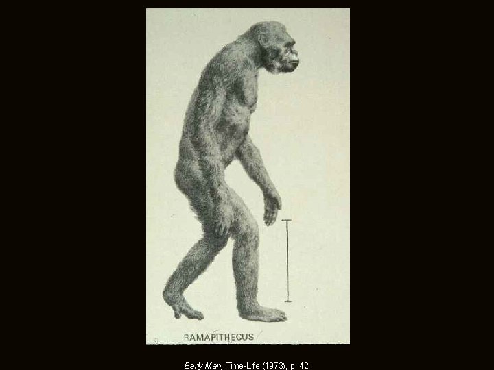 Early Man, Time-Life (1973), p. 42 Early Man, Time-Life (1973), p. 42