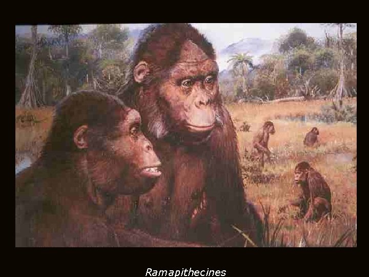 Ramapithecines Ramapithecines