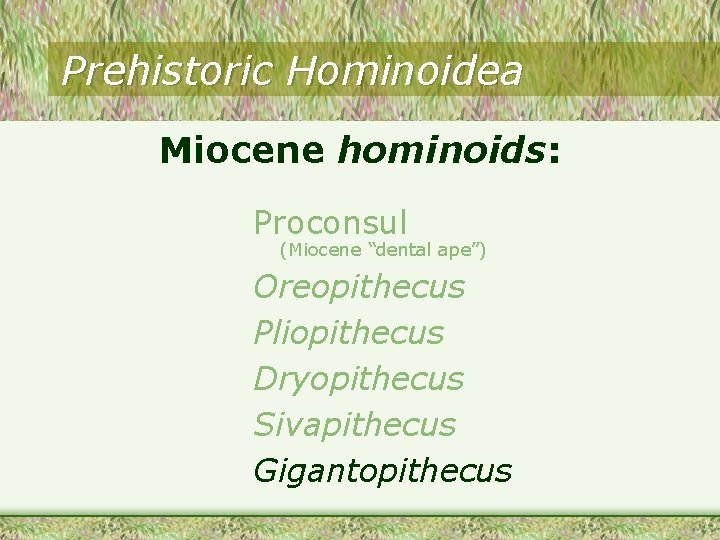 Prehistoric Hominoidea Miocene hominoids: Proconsul (Miocene “dental ape”) Oreopithecus Pliopithecus Dryopithecus Sivapithecus Gigantopithecus Prehistoric Hominoidea Miocene hominoids: Proconsul (Miocene “dental ape”) Oreopithecus Pliopithecus Dryopithecus Sivapithecus Gigantopithecus