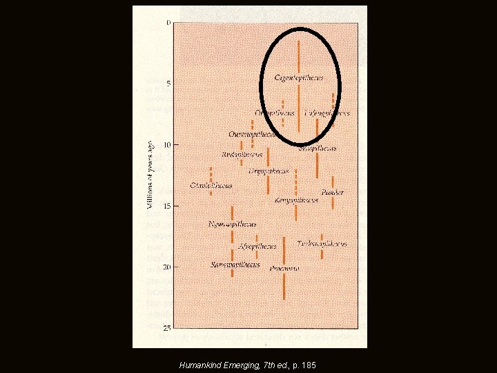 Humankind Emerging, 7 th ed. , p. 185 Humankind Emerging, 7 th ed. , p. 185