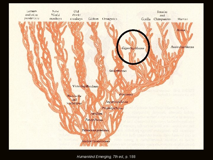 Humankind Emerging, 7 th ed. , p. 188 Humankind Emerging, 7 th ed. , p. 188