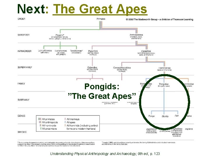 Next: The Great Apes Pongids: ”The Great Apes” Understanding Physical Anthropology and Archaeology, 9 Next: The Great Apes Pongids: ”The Great Apes” Understanding Physical Anthropology and Archaeology, 9