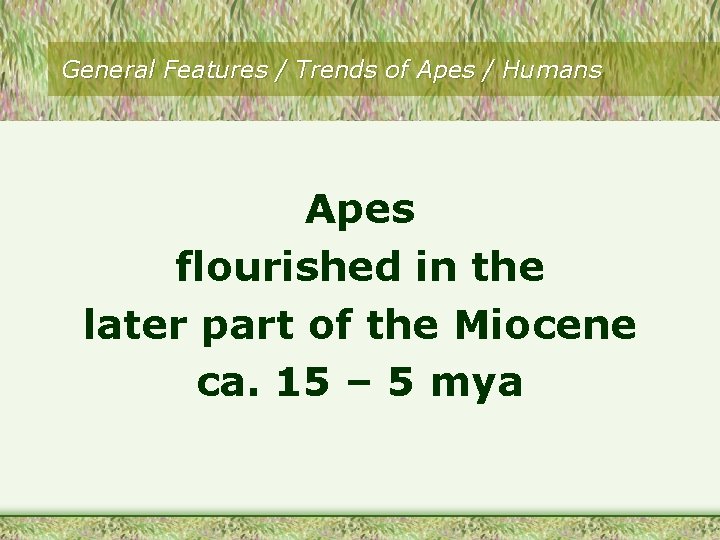 General Features / Trends of Apes / Humans Apes flourished in the later part General Features / Trends of Apes / Humans Apes flourished in the later part