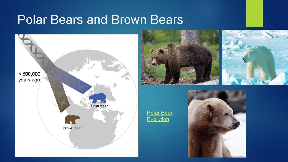 Polar Bears and Brown Bears Polar Bear Evolution 