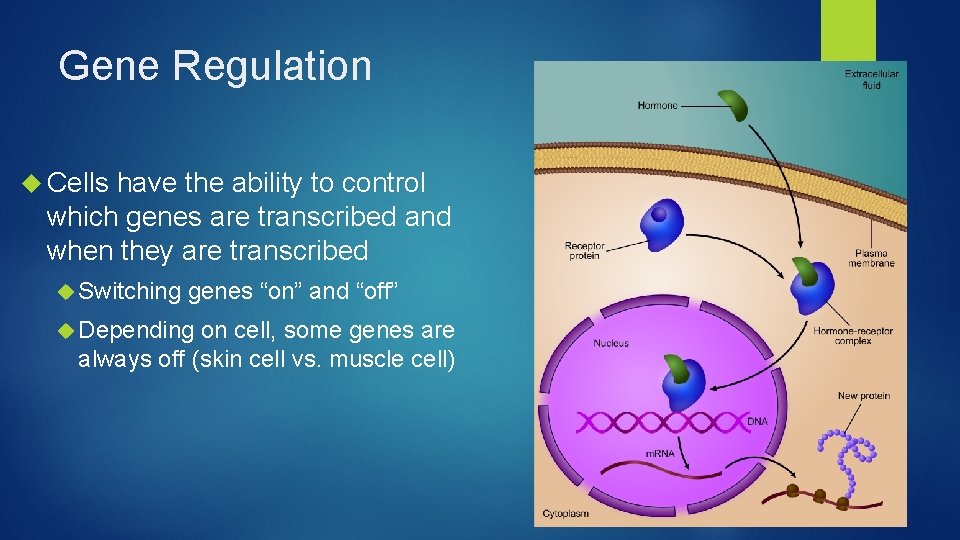 Gene Regulation Cells have the ability to control which genes are transcribed and when