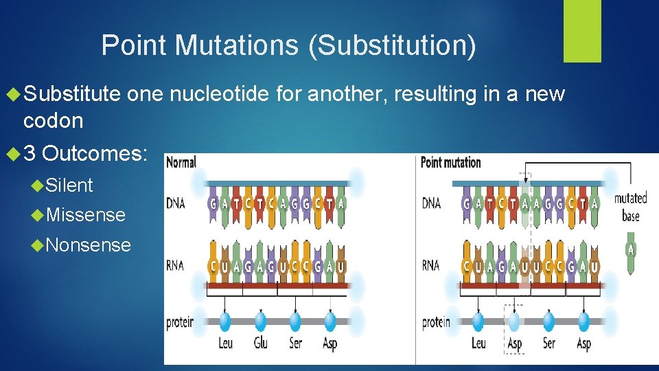 Point Mutations (Substitution) Substitute one nucleotide for another, resulting in a new codon 3