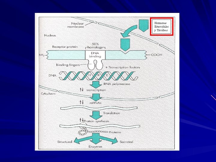 Hormonas Esteroidales y Tiroídeas 