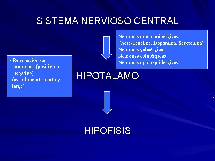 SISTEMA NERVIOSO CENTRAL • Retroacción de hormonas (positivo o negativo) (asa ultracorta, corta y