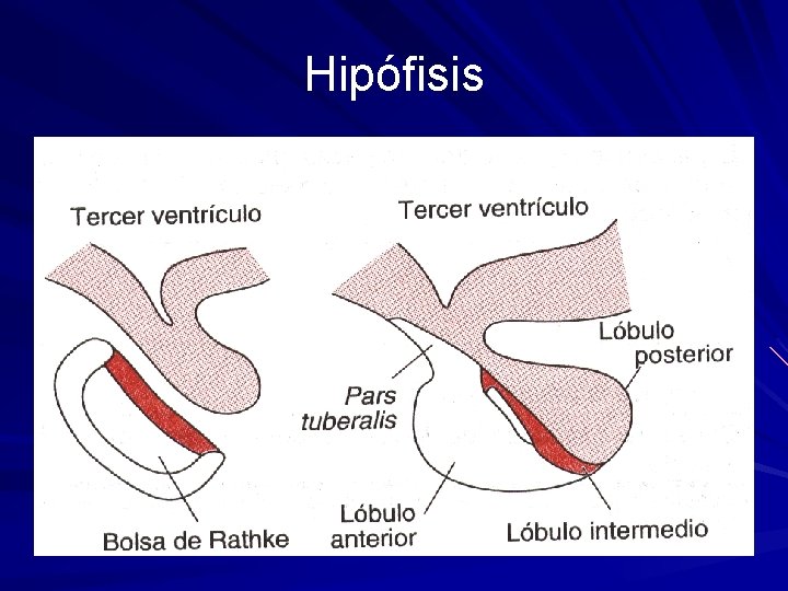 Hipófisis 