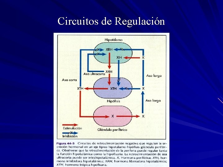 Circuitos de Regulación 