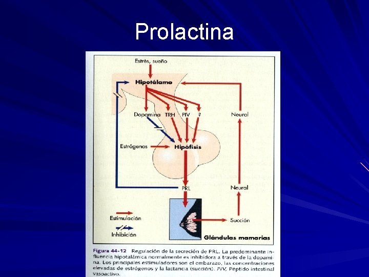 Prolactina 