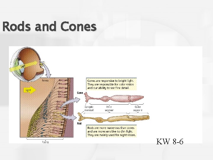 Rods and Cones KW 8 -6 