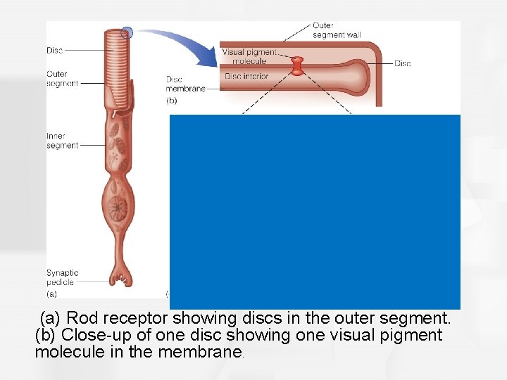 (a) Rod receptor showing discs in the outer segment. (b) Close-up of one disc