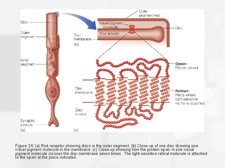 Figure 3. 6 (a) Rod receptor showing discs in the outer segment. (b) Close-up