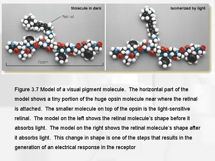 Figure 3. 7 Model of a visual pigment molecule. The horizontal part of the