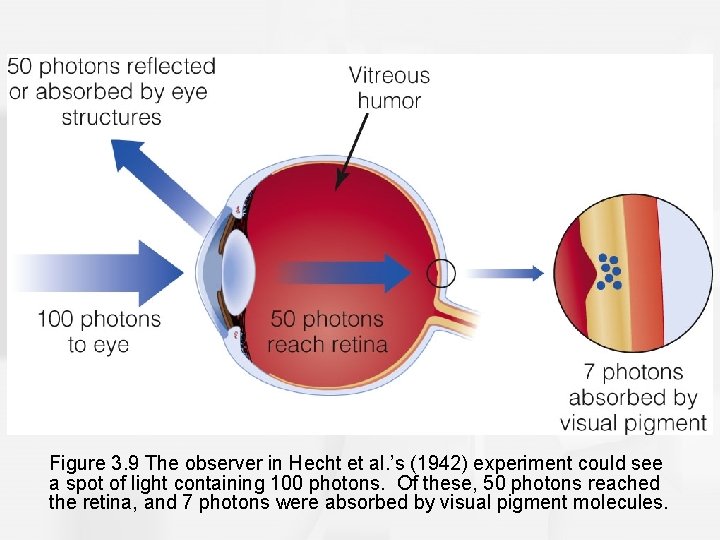 Figure 3. 9 The observer in Hecht et al. ’s (1942) experiment could see