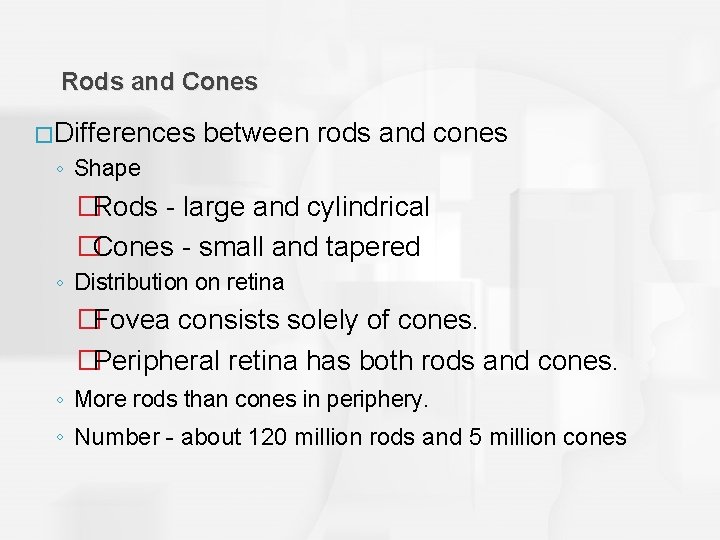 Rods and Cones � Differences between rods and cones ◦ Shape �Rods - large