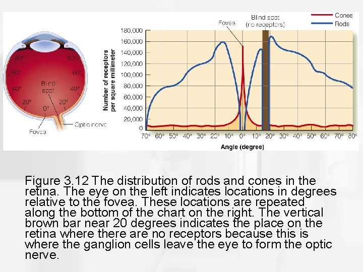 Figure 3. 12 The distribution of rods and cones in the retina. The eye