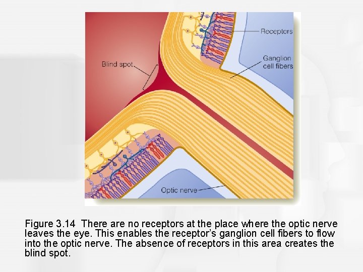 Figure 3. 14 There are no receptors at the place where the optic nerve