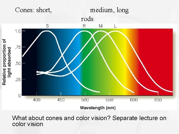 Cones: short, medium, long rods What about cones and color vision? Separate lecture on