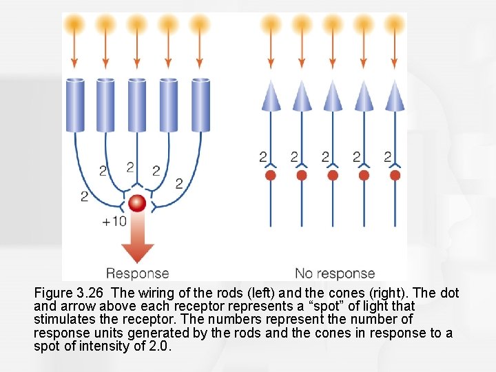 Figure 3. 26 The wiring of the rods (left) and the cones (right). The