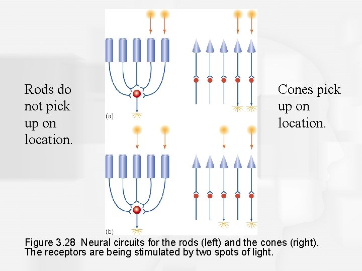 Rods do not pick up on location. Cones pick up on location. Figure 3.