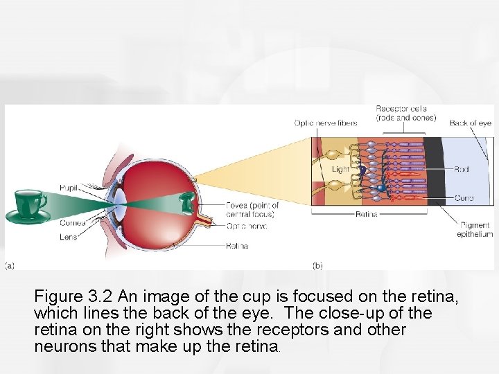 Figure 3. 2 An image of the cup is focused on the retina, which
