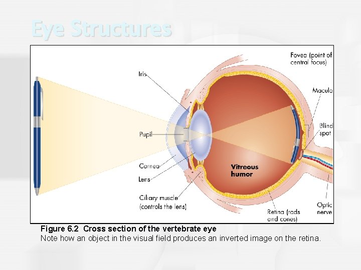 Eye Structures Figure 6. 2 Cross section of the vertebrate eye Note how an
