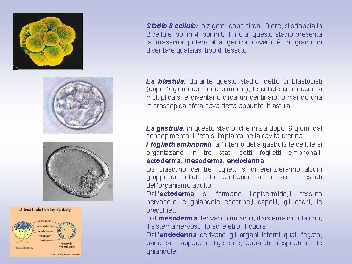 Stadio 8 cellule: lo zigote, dopo circa 10 ore, si sdoppia in 2 cellule,