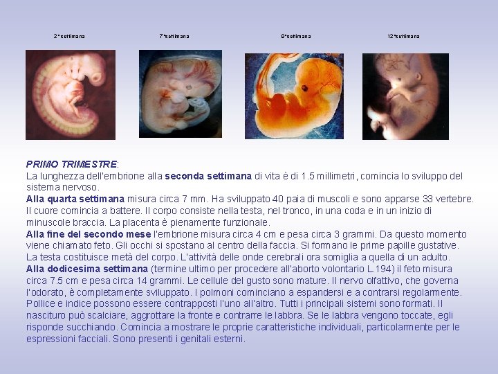 2° settimana 7°settimana 9°settimana 12°settimana PRIMO TRIMESTRE: La lunghezza dell’embrione alla seconda settimana di