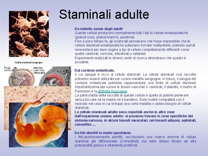 Staminali adulte Cellule staminali sanguigne Da midollo osseo degli adulti Queste cellule producono normalmente