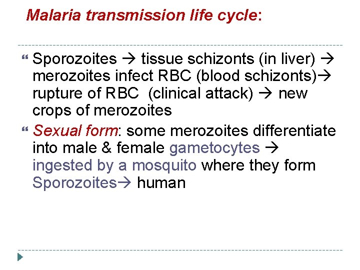 Malaria transmission life cycle: Sporozoites tissue schizonts (in liver) merozoites infect RBC (blood schizonts)