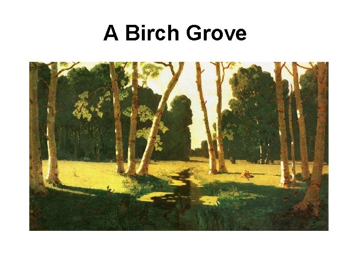 A Birch Grove 