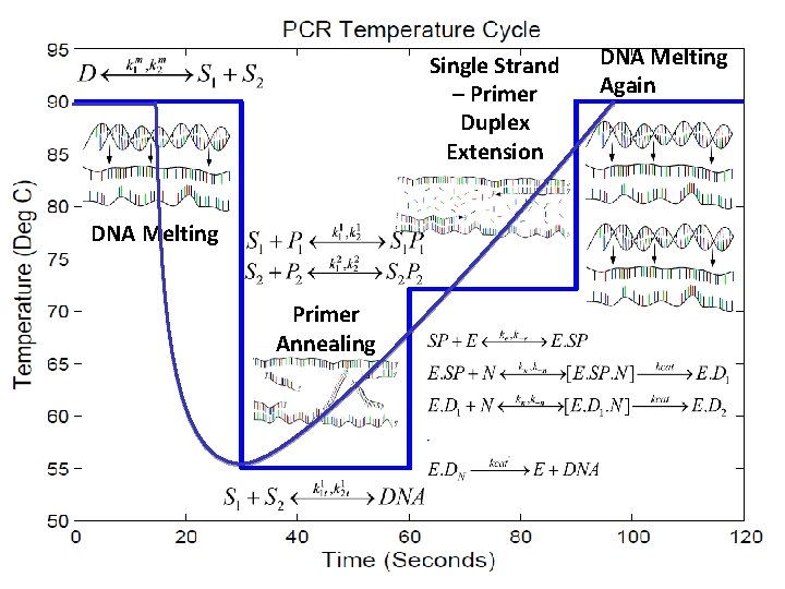 Single Strand – Primer Duplex Extension DNA Melting Again DNA Melting Primer Annealing 10/24/2020