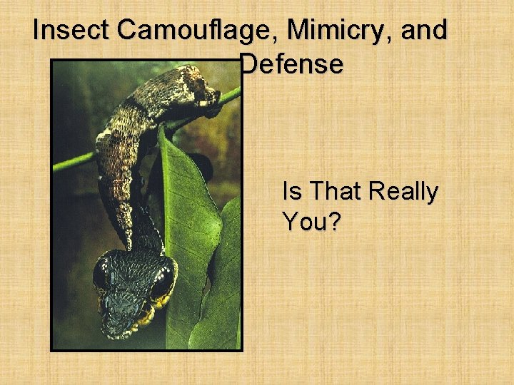 Insect Camouflage, Mimicry, and Defense Is That Really You? 