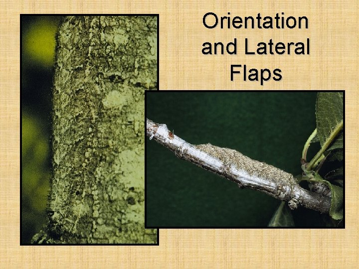 Orientation and Lateral Flaps 