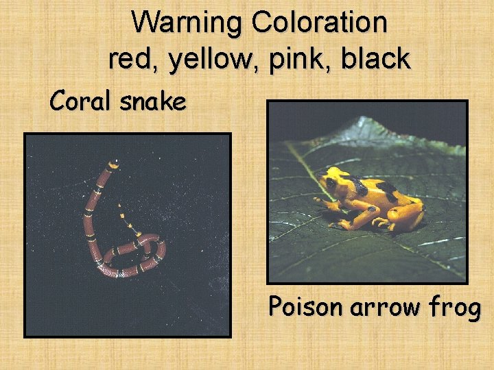 Warning Coloration red, yellow, pink, black Coral snake Poison arrow frog 