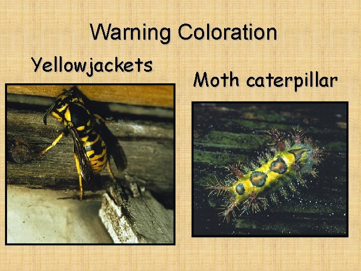 Warning Coloration Yellowjackets Moth caterpillar 