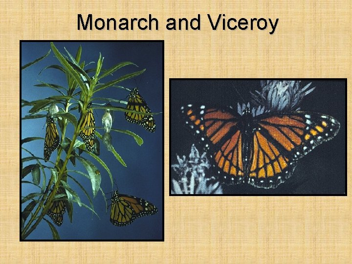 Monarch and Viceroy 