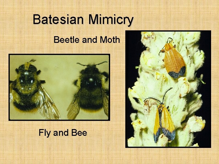 Batesian Mimicry Beetle and Moth Fly and Bee 