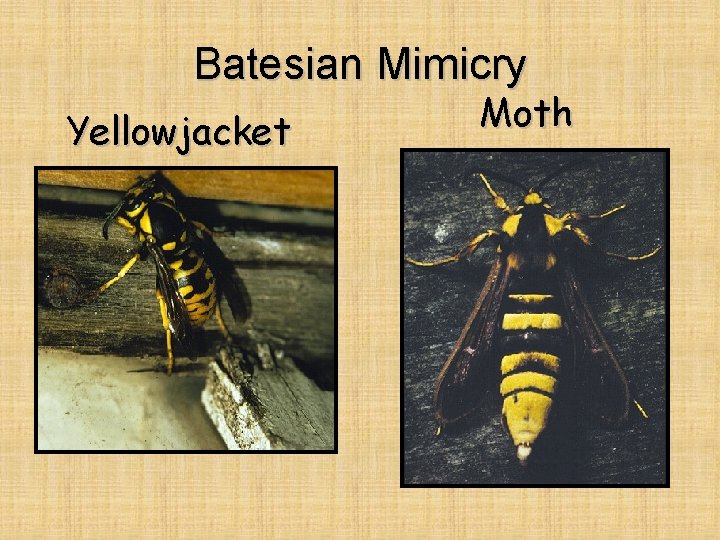 Batesian Mimicry Yellowjacket Moth 