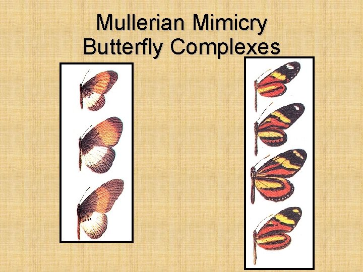 Mullerian Mimicry Butterfly Complexes 